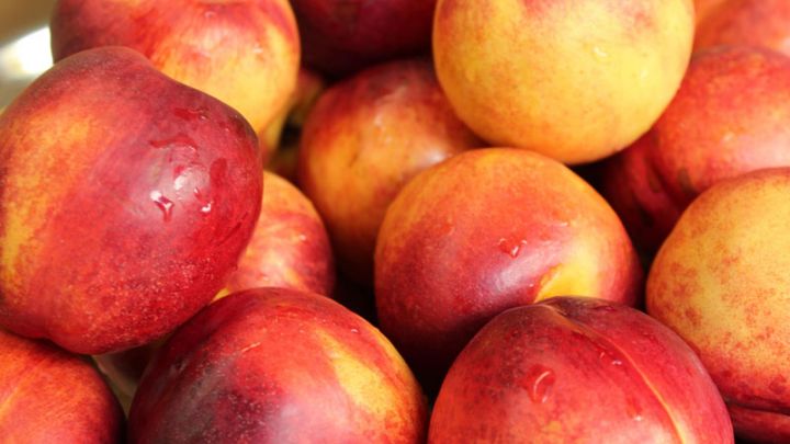 Dwerg Nectarine Dwerg Nectarine