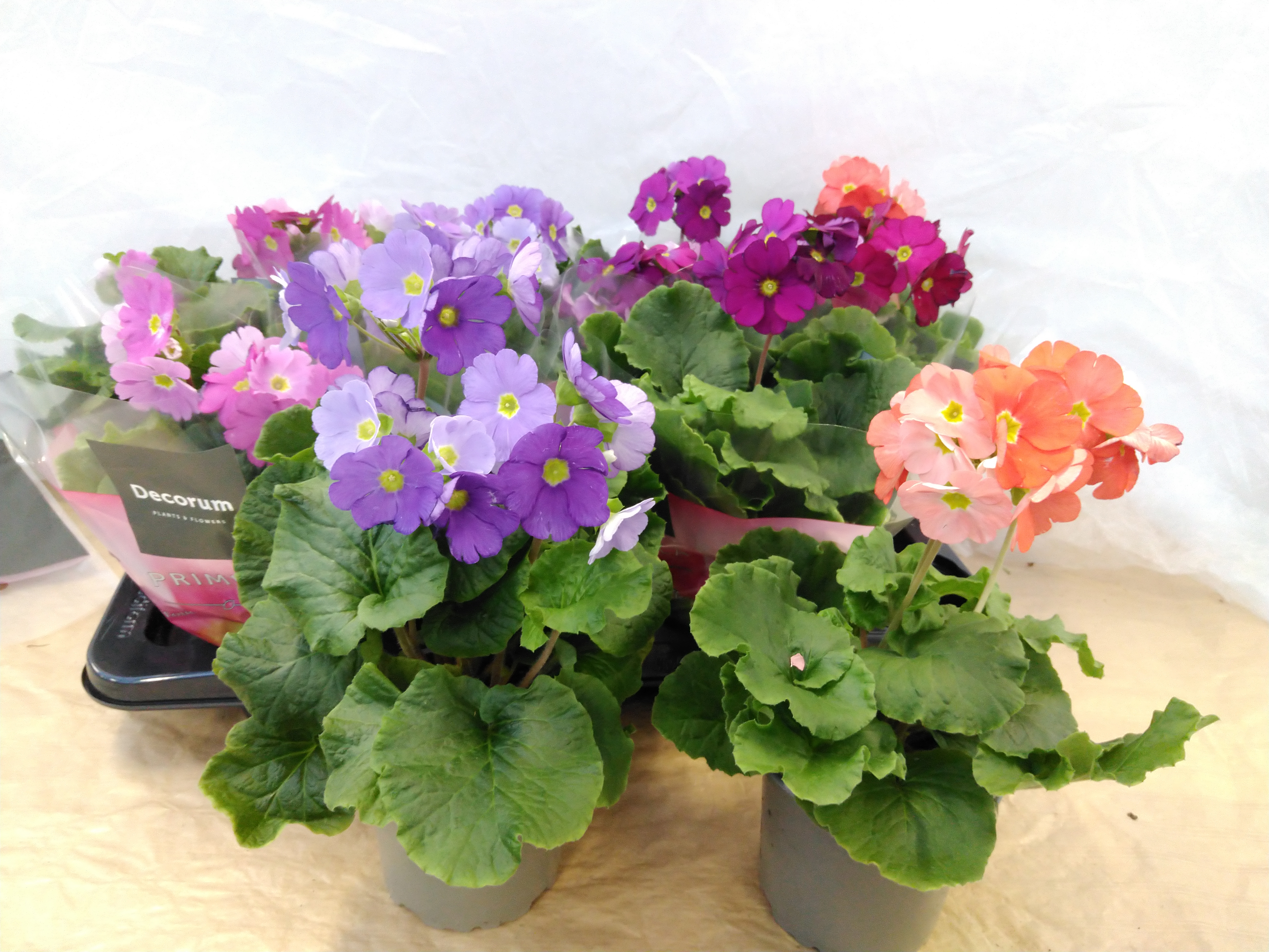 Primula 'Touch Me' Mix Primula 'Touch Me' Mix