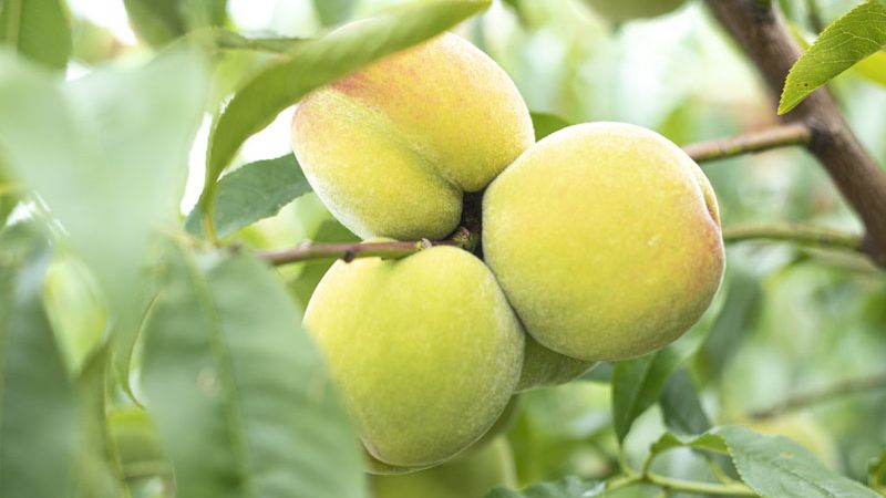 Dwerg Perzik 'Ice Peach'