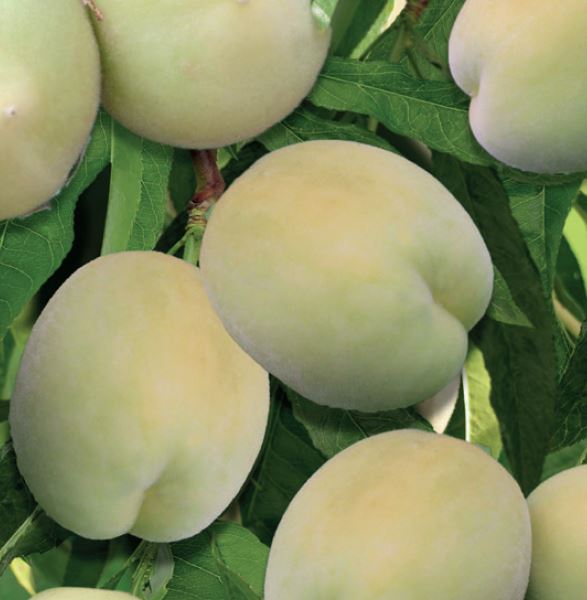 Dwerg Perzik 'Ice Peach'