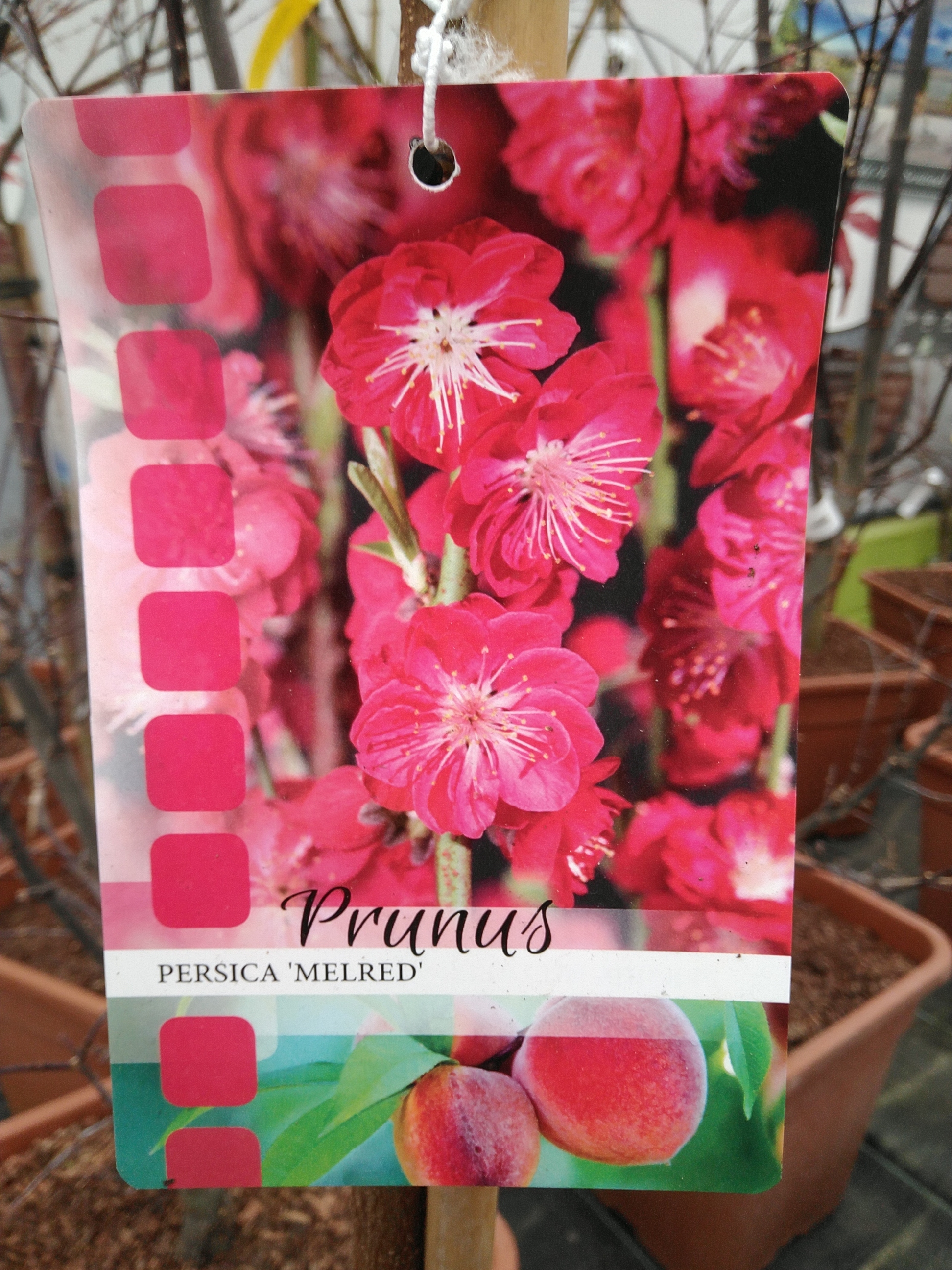 Prunus per. 'Melred'