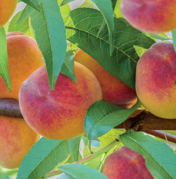 Prunus pers. Peregrine laagstam