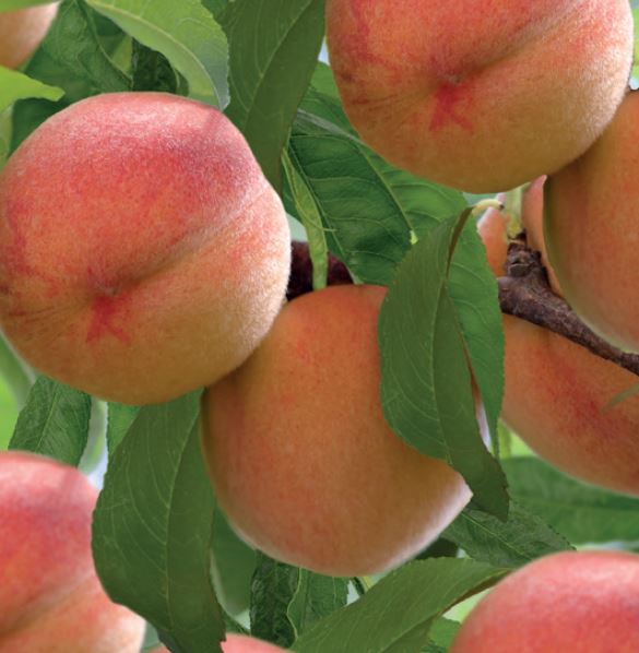 Prunus persica 'Red Peachy'