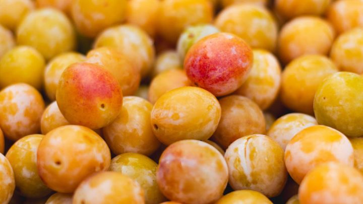 Prunus dom. 'Reine-Claude d'Oullins' Prunus dom. 'Reine-Claude d'Oullins'