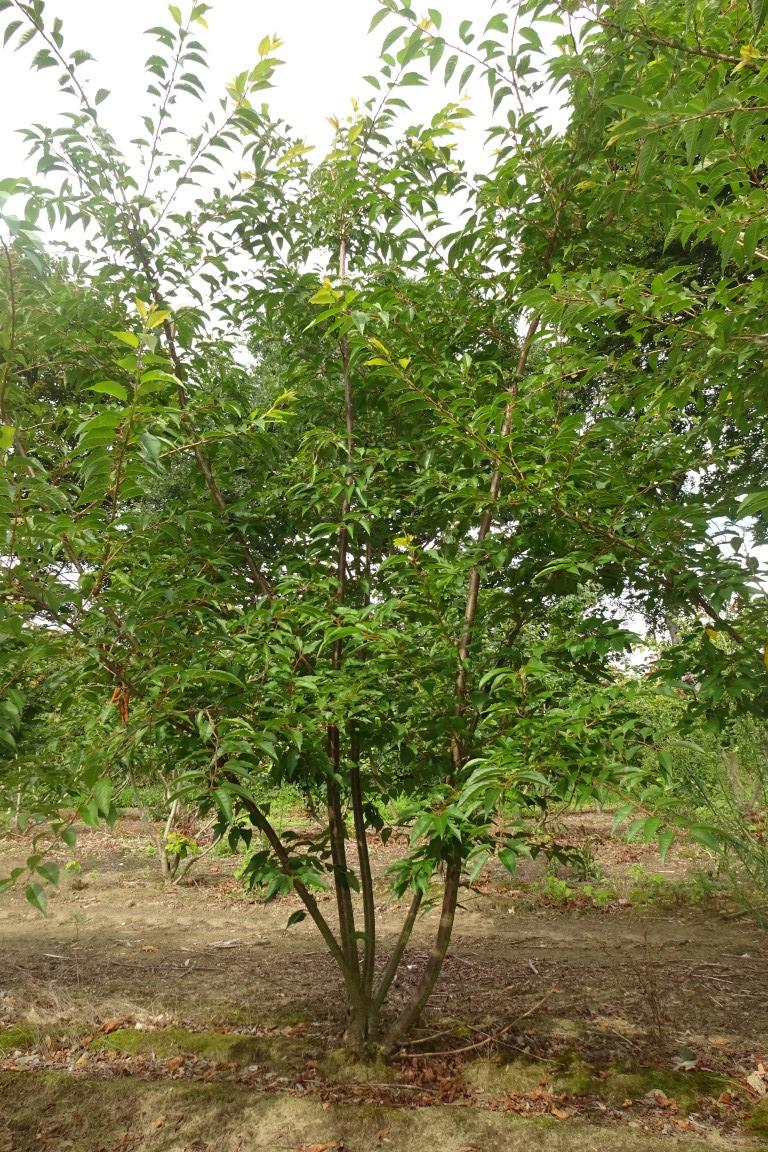 Prunus sub. 'Autumnalis Rosea'  ST 120 cm