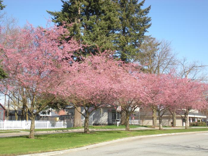 Prunus sub. 'Autumnalis Rosea'  ST 120 cm