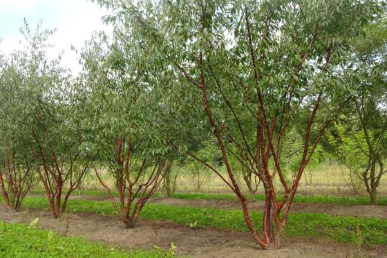 Prunus serrula Prunus serrula