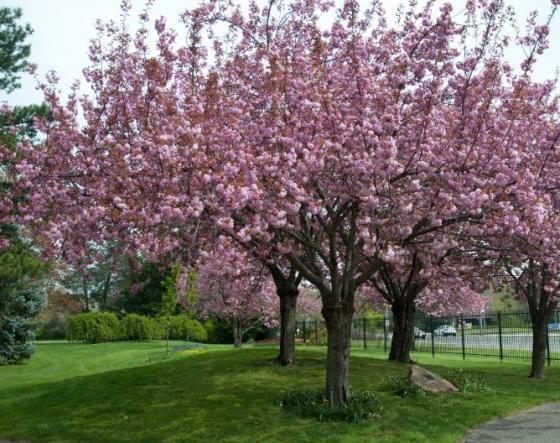 Prunus serr. 'Kanzan'  DT
