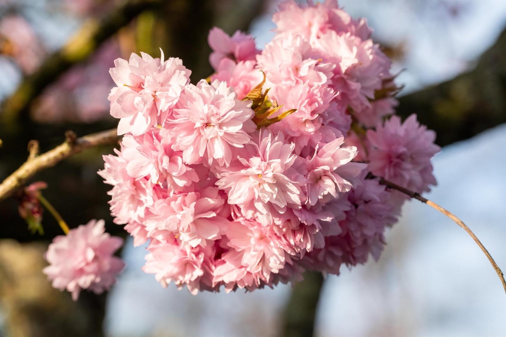 Prunus serr. 'Kanzan'  DT