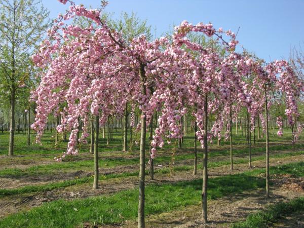 Prunus serrulata 'Kiku-shidare' F Prunus serrulata 'Kiku-shidare' F