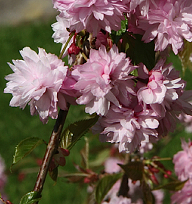 Prunus serr. 'Kiku-shidare-zakura' HO 8/10 Prunus serr. 'Kiku-shidare-zakura' HO 8/10