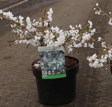 Prunus 'Snow Fountains' Prunus 'Snow Fountains'