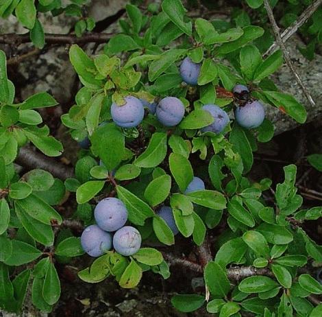 Prunus spinosa   