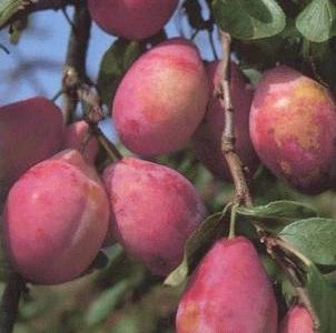 Prunus dom. Victoria laagstam Prunus dom. Victoria laagstam