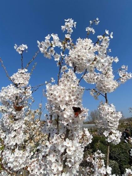 Prunus yedoensis Prunus yedoensis