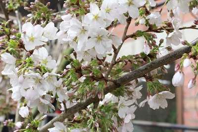 Prunus yedoensis 'Ivensii'
