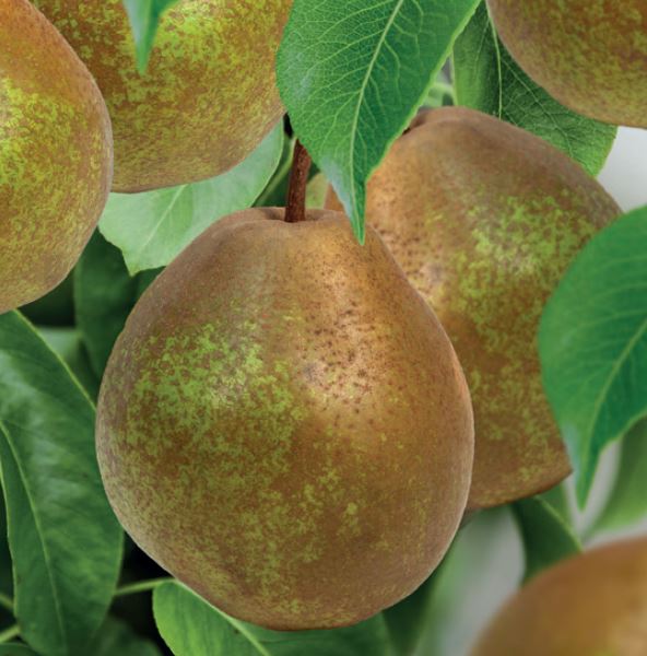 Pyrus comm. 'Beurré Hardy'
