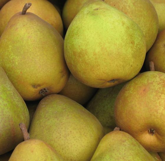 Pyrus comm. 'Beurré Hardy' Pyrus comm. 'Beurré Hardy'