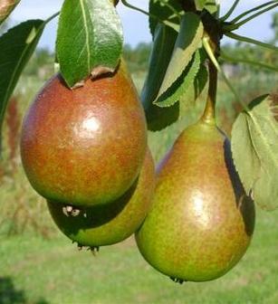 Pyrus comm. 'Bonne L. d'Avranches'
