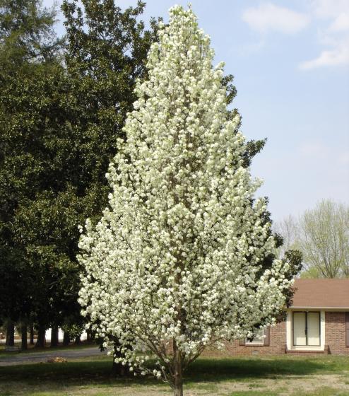 Pyrus calleryana 'Chanticleer' HO 8/10 Pyrus calleryana 'Chanticleer' HO 8/10