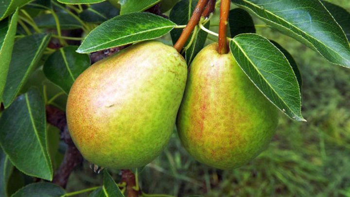 Pyrus comm. 'Clapp's Favourite' Pyrus comm. 'Clapp's Favourite'