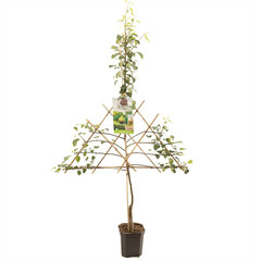 Pyrus comm. 'Clapp's Favourite'