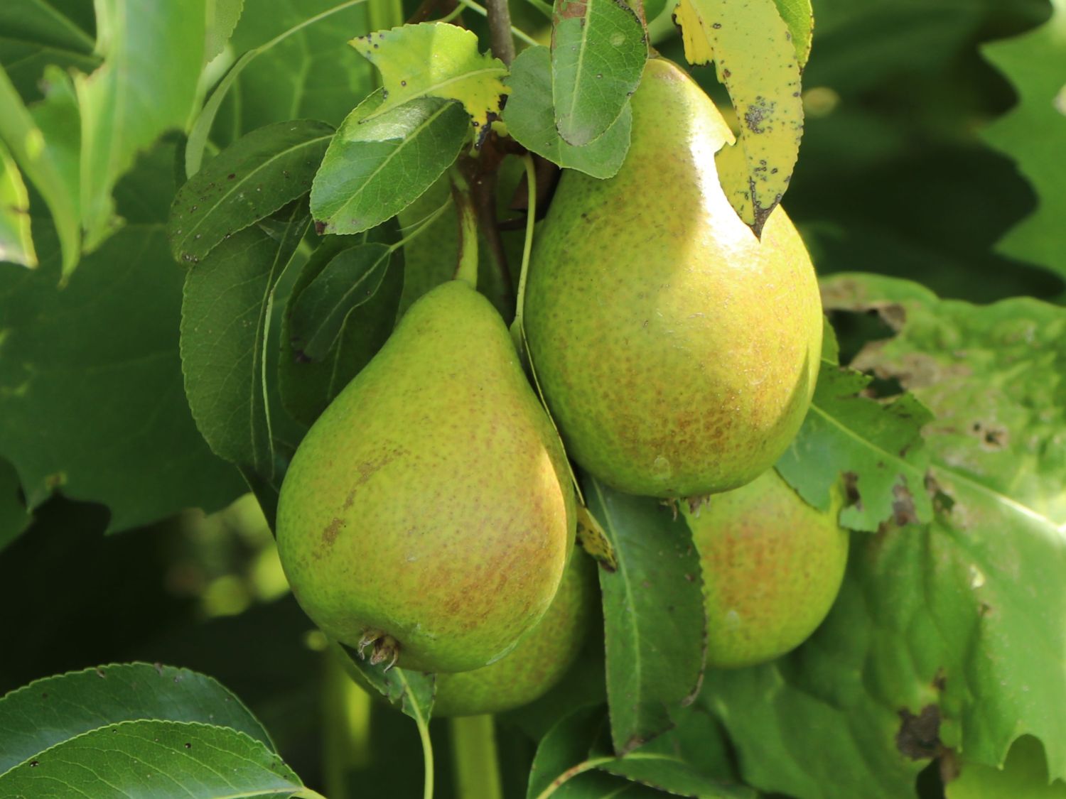 Pyrus comm. 'Condo' Pyrus comm. 'Condo'