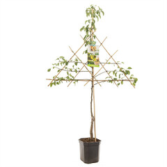 Pyrus comm. 'Conference'