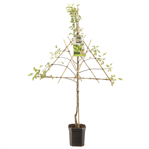 Pyrus comm. 'Doyenne du Comice' 