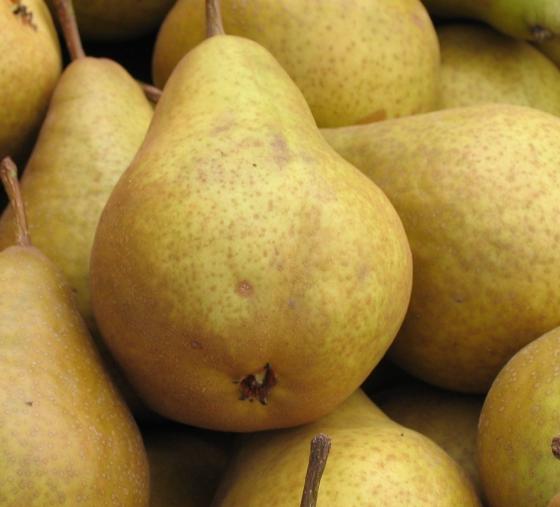 Pyrus comm. 'Durondeau'