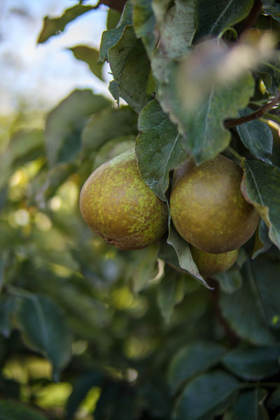 Wonder Tree - Pyrus comm. 'Gieser Wildeman'