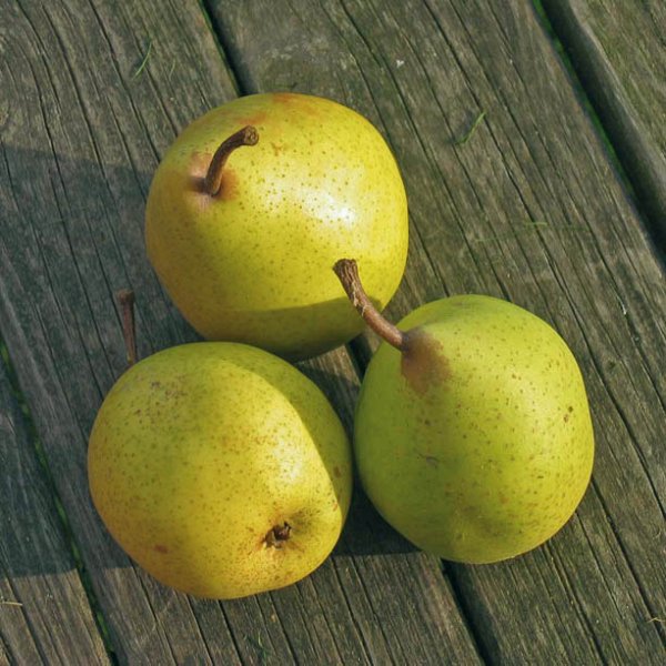 Pyrus comm. 'Légipont' Pyrus comm. 'Légipont'