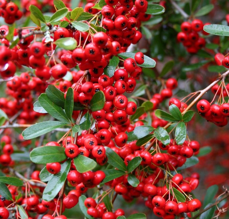 Pyracantha cocc. 'Red Column'