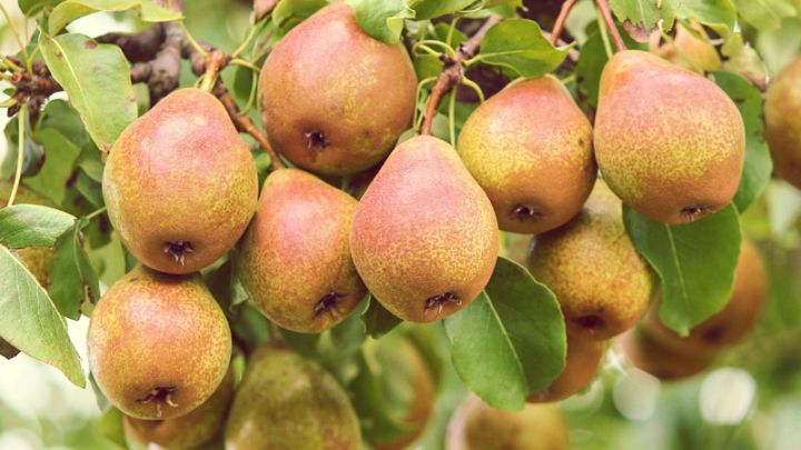 Pyrus comm. 'Rode zuilpeer' Pyrus comm. 'Rode zuilpeer'