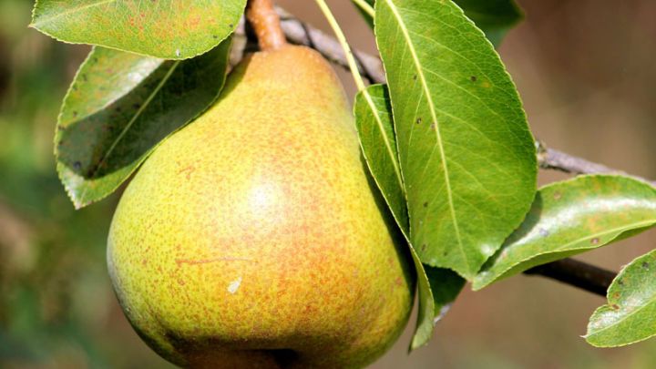 Pyrus c. 'Triomphe de Vienne' Pyrus c. 'Triomphe de Vienne'