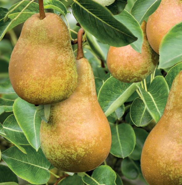 Pyrus c. 'Triomphe de Vienne'