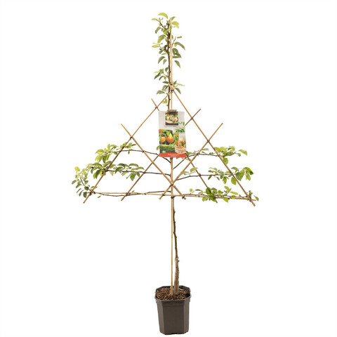 Pyrus comm. 'Williams'