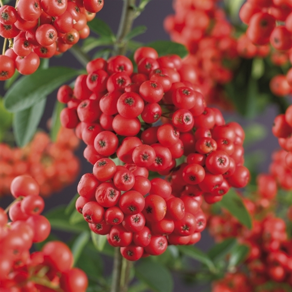 Pyracantha 'Mohave' Pyracantha 'Mohave'