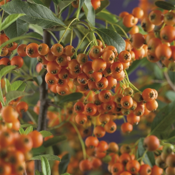 Pyracantha 'Orange Charmer' Pyracantha 'Orange Charmer'