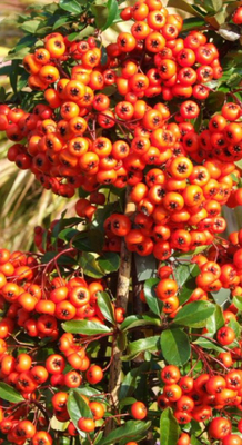 Pyracantha 'Orange Glow' Pyracantha 'Orange Glow'