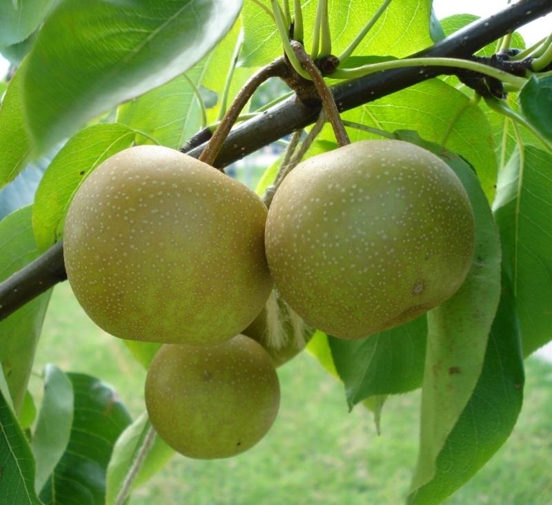 Pyrus pyrifolia 'Niitake' - Nashi