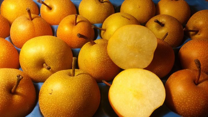 Pyrus pyrifolia 'Niitake' - Nashi