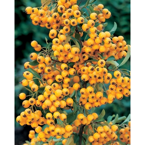 Pyracantha 'Soleil d'Or' Pyracantha 'Soleil d'Or'
