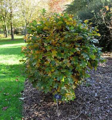 Quercus pallustris 'Green Dwarf'  ST150