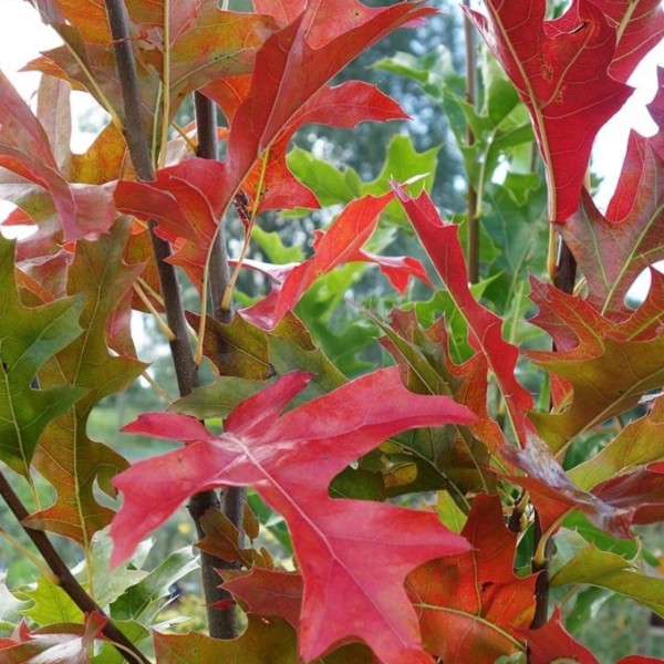 Quercus palustris 'Green Pillar' ® Quercus palustris 'Green Pillar' ®