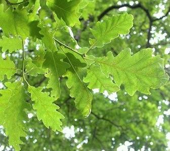 Quercus robur HO 8/10 Quercus robur HO 8/10