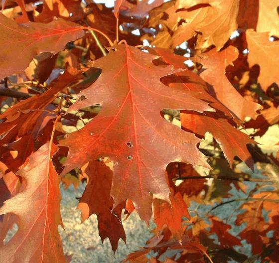 Quercus rubra HO 8/10 Quercus rubra HO 8/10