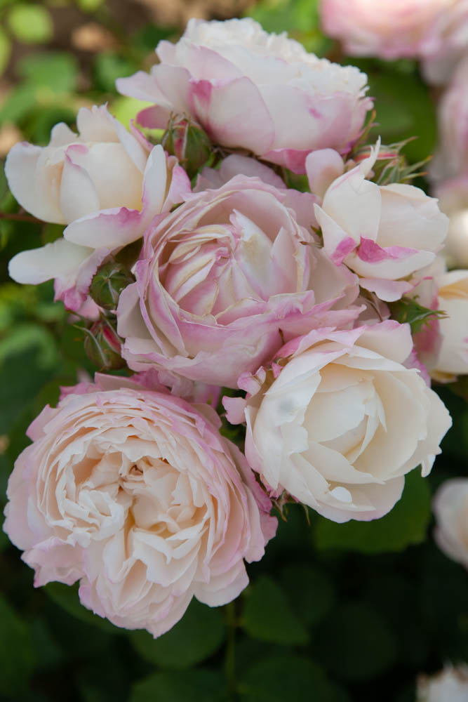Rosa (F) 'Andre Brichet'®  -  Best Select