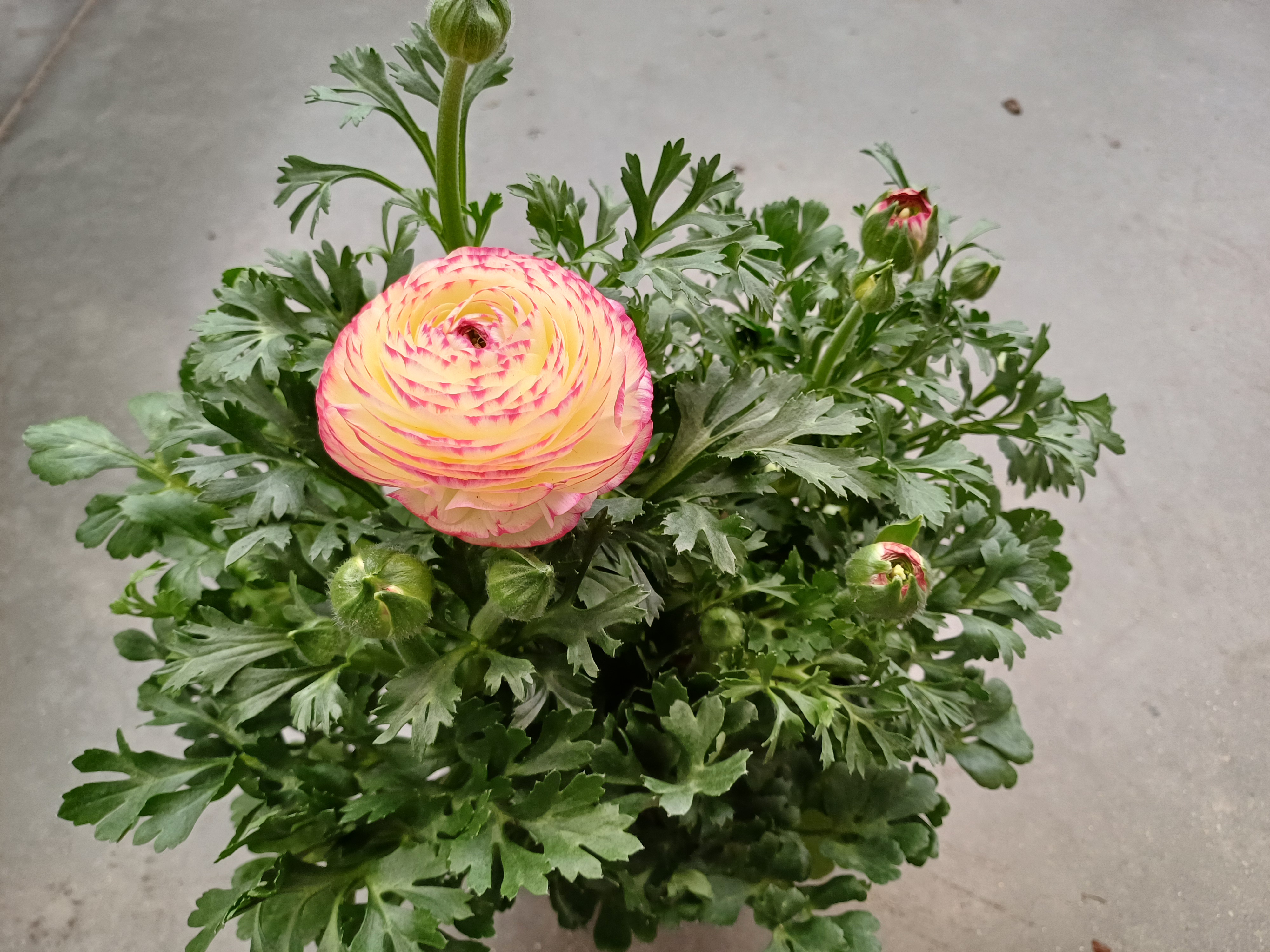 Ranunculus asi. 'Luxury Garden' Mix