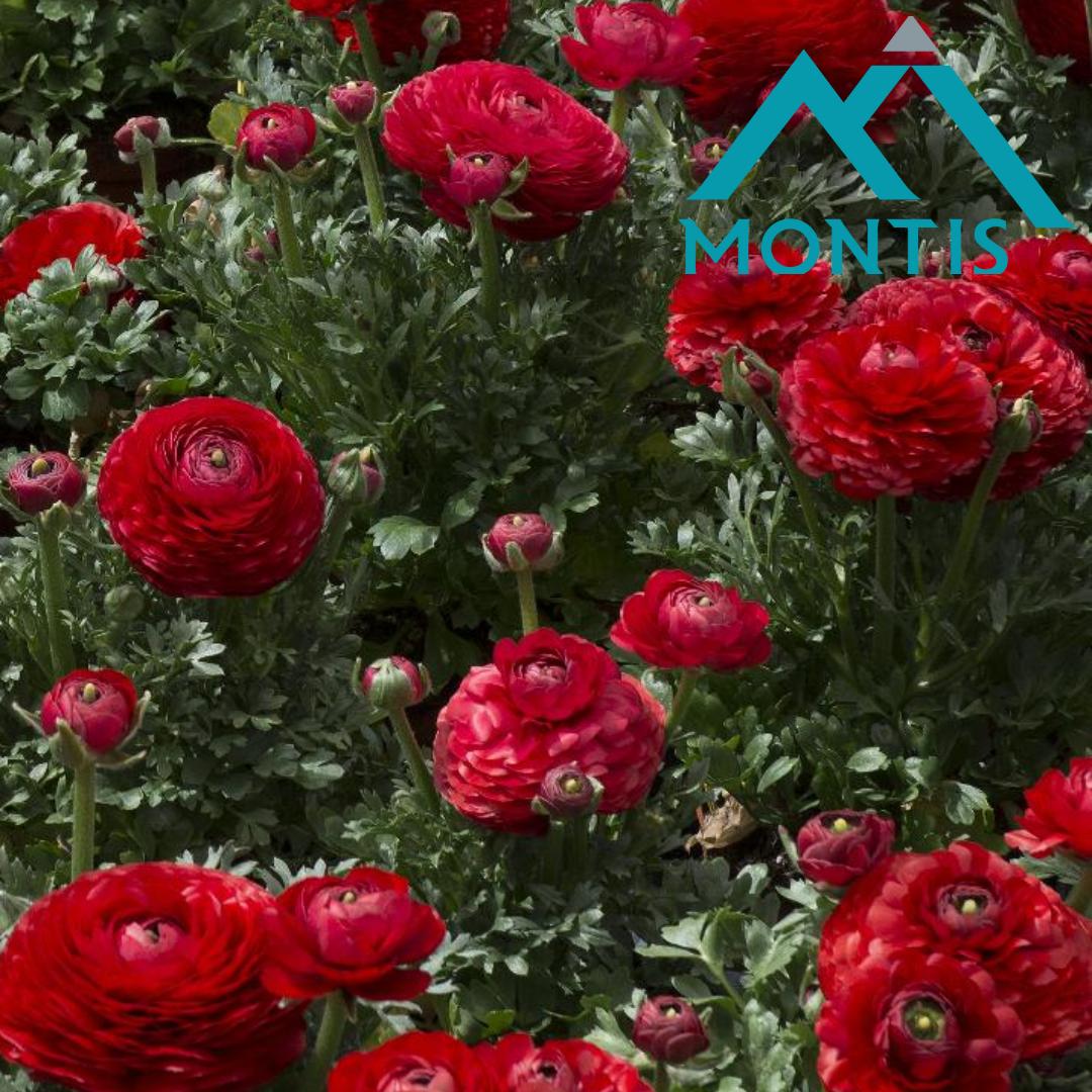 Ranunculus 'Sprinkles Red'